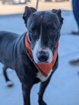 Bogie -  Terrier Dog for Adoption in Gulfport, Mississippi - Bogie | PetCurious