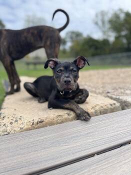 Zack -  Pit Bull Terrier Dog for Adoption in Kutztown, Pennsylvania - Zack | PetCurious