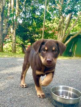 Sarita -  Labrador Retriever Dog for Adoption in Ardara, Pennsylvania - Sarita | PetCurious