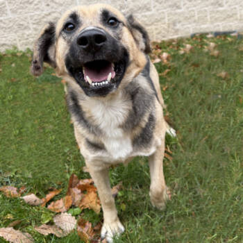 Rescue Shepherd and Mixed Breed Dogs for Adoption in Voorhees Township, New Jersey - Regis | PetCurious