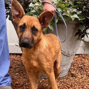SIENNA-30773 -  Shepherd and Mixed Breed Dog Available for Adoption in Memphis, Tennessee - SIENNA-30773 | PetCurious