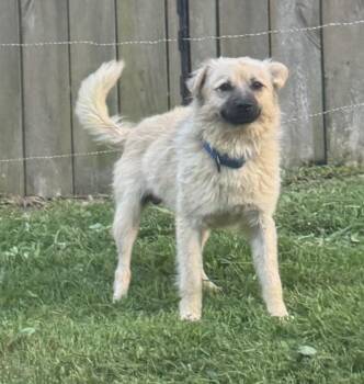 Victor -  Shetland Sheepdog Sheltie and Shepherd Dog for Adoption in Horn Lake, Mississippi - Victor | PetCurious