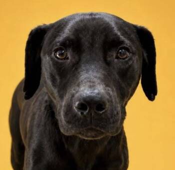 Waffles -  Black Labrador Retriever Dog for Adoption in Cuyahoga Falls, Ohio - Waffles | PetCurious