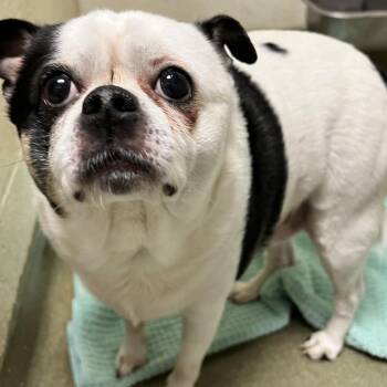 71597 -  Mixed Breed Dog for Adoption in Harrisonburg, Virginia - 71597 | PetCurious