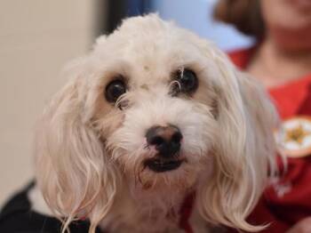Chulo -  Poodle Dog for Adoption in Portland, Oregon - Chulo | PetCurious