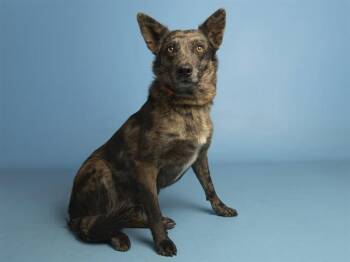 CHEROKEE -  Australian Kelpie Dog for Adoption in Phoenix, Arizona - CHEROKEE | PetCurious