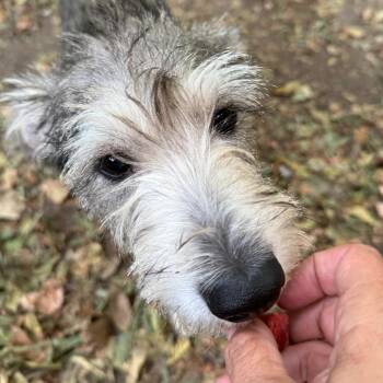 Dalton -  Terrier and Mixed Breed Dog for Adoption in Austin, Texas - Dalton | PetCurious
