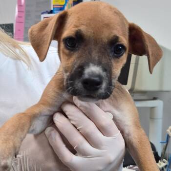 Chicken Quesadilla -  Retriever and Mixed Breed Dog for Adoption in Cleveland, Mississippi - Chicken Quesadilla | PetCurious