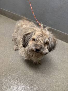 Rescue Maltese and Mixed Breed Dogs for Adoption in Las Vegas, Nevada - WARIO | PetCurious