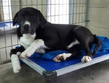 Mixed Breed Dogs Available for Adoption in Morristown, New Jersey - Rhino | PetCurious