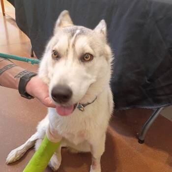 Dakota -  Husky Dog for Adoption in Lynchburg, Virginia - Dakota | PetCurious