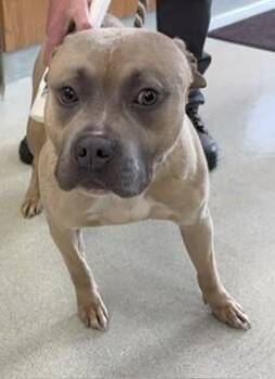 Pumbaa -  Pit Bull Terrier Dog for Adoption in Maryville, Tennessee - Pumbaa | PetCurious