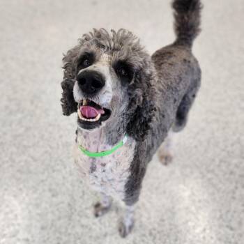 Poodle Dogs Available for Adoption - Doogie | PetCurious