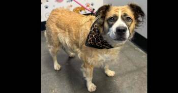 Lucy -  Australian Shepherd and Collie Dog for Adoption in Milton, Georgia - Lucy | PetCurious