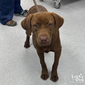 Rescue Labrador Retriever and Shepherd Dogs for Adoption in Washington, District Of Columbia - Lorelie | PetCurious