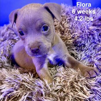 American Bully Dogs Available for Adoption - Flora | PetCurious