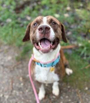 Rescue Terrier and Hound Dogs for Adoption in Elyria, Ohio - Bourbon | PetCurious