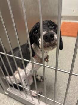 Xola -  Poodle and Mixed Breed Dog for Adoption in Fallston, Maryland - Xola | PetCurious