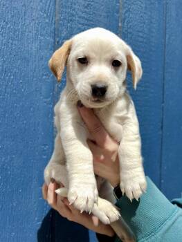 Beagle and Jack Russell Terrier Dogs Available for Adoption in Millerstown, Pennsylvania - PROVOLONE | PetCurious