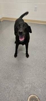 Hershel -  Labrador Retriever and Mixed Breed Dog for Adoption in Daphne, Alabama - Hershel | PetCurious
