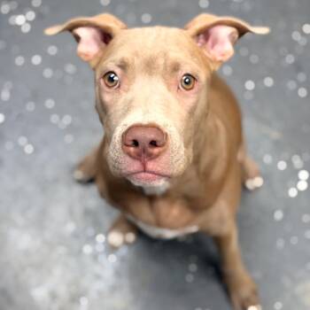 Saber -  Mixed Breed Dog for Adoption in Columbiana, Alabama - Saber | PetCurious