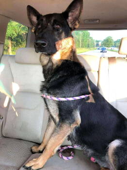 Rescue Mixed Breed Dogs for Adoption in Shelburne, Vermont - Anna | PetCurious