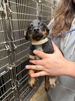 Labrador Retriever Dogs Available for Adoption - Mousse | PetCurious