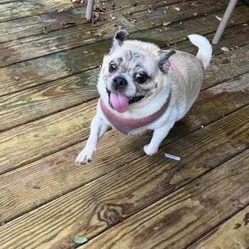 Auggie -  Pug and Mixed Breed Dog for Adoption in Jarrettsville, Maryland - Auggie | PetCurious