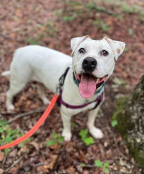 Zassy -  American Bulldog and Mixed Breed Dog Available for Adoption in Ellijay, Georgia - Zassy | PetCurious