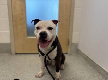Pit Bull Terrier Dogs Available for Adoption in Loveland, Colorado - CHIEF | PetCurious
