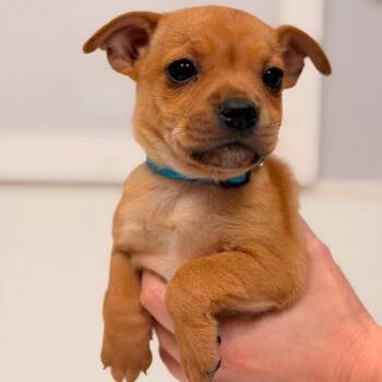 Jet JUGgernauts -  Pug and Jack Russell Terrier Dog for Adoption in Allen, Texas - Jet JUGgernauts | PetCurious