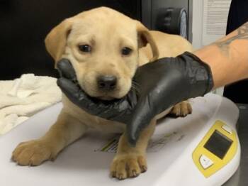 A256517 -  Labrador Retriever and Mixed Breed Dog for Adoption in Visalia, California - A256517 | PetCurious