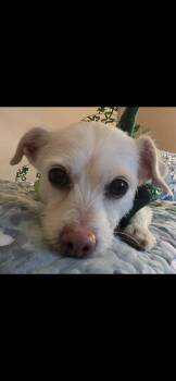 Poodle and Wirehaired Terrier Dogs Available for Adoption - Rosie | PetCurious