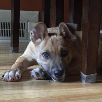 Scrappy -  Shepherd and Mixed Breed Dog for Adoption in Merriam, Kansas - Scrappy | PetCurious