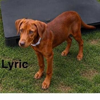 Lyric -  Doberman Pinscher and Vizsla Dog for Adoption in Ferndale, Michigan - Lyric | PetCurious