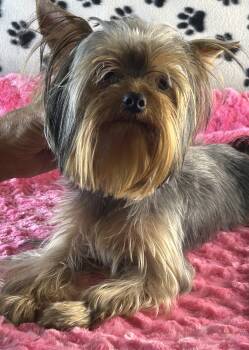 Breezie -  Yorkshire Terrier Dog for Sale in Owasso, Oklahoma - Breezie | PetCurious