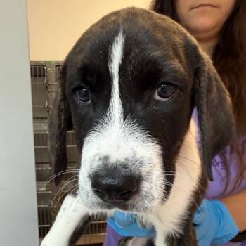 Zac 22582 -  Plott Hound and Anatolian Shepherd Dog for Adoption in Cumming, Georgia - Zac 22582 | PetCurious