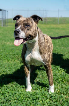 Rescue Mixed Breed Dogs for Adoption in Scott, Louisiana - Sunnie | PetCurious