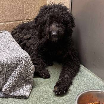 Rescue Poodle and Mixed Breed Dogs for Adoption - Priscilla | PetCurious