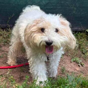 Chippy -  Mixed Breed Dog for Adoption in Syracuse, New York - Chippy | PetCurious