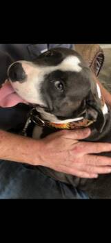 Rescue Staffordshire Bull Terrier and American Bully Dogs for Adoption in Liverpool, Texas - Smokey | PetCurious