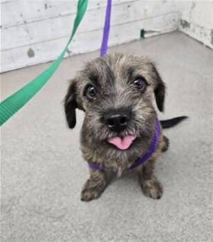 NICK -  Terrier Dog for Adoption in San Bernardino, California - NICK | PetCurious