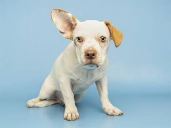 LITTLE DRAGON -  English Bulldog and Pit Bull Terrier Dog for Adoption in Phoenix, Arizona - LITTLE DRAGON | PetCurious