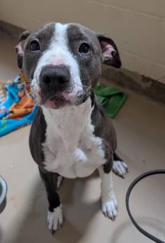 Pit Bull Terrier Dogs Available for Adoption in Sierra Vista, Arizona - Norma | PetCurious