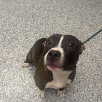 Julian -  Mixed Breed Dog for Adoption in Greenville, South Carolina - Julian | PetCurious