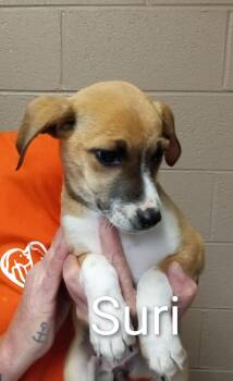 Poodle and Chihuahua Dogs Available for Adoption in Maynardville, Tennessee - Suri | PetCurious