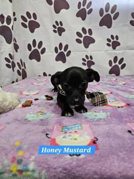 Honey Mustard -  Chihuahua and Dachshund Dog for Adoption in Metairie, Louisiana - Honey Mustard | PetCurious