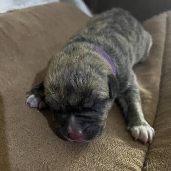 Labrador Retriever and Chow Chow Dogs Available for Adoption - 906B (2026) Luna | PetCurious