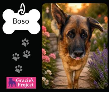 German Shepherd Dog Dogs Available for Adoption in Canyon, Texas - Boso | PetCurious