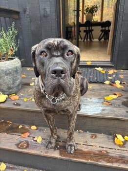 Penny -  Cane Corso Dog for Adoption in Hudson, New York - Penny | PetCurious